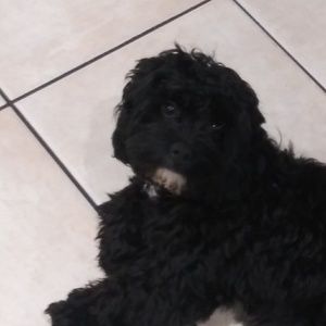 Meet your Posher, Haldane